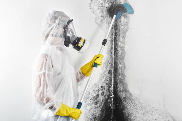 Best Water Damage & Mold Remediation  in Omao, HI