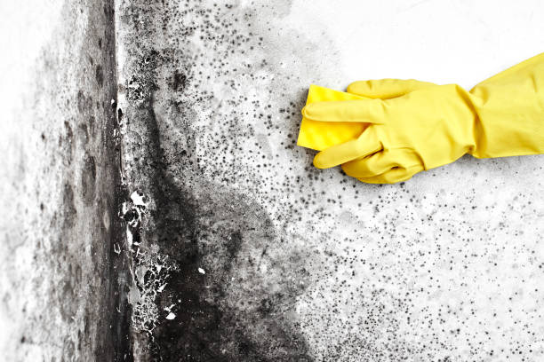 Best Post-Construction Mold Inspection  in Omao, HI