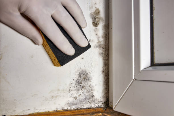 Best Crawl Space Mold Remediation  in Omao, HI